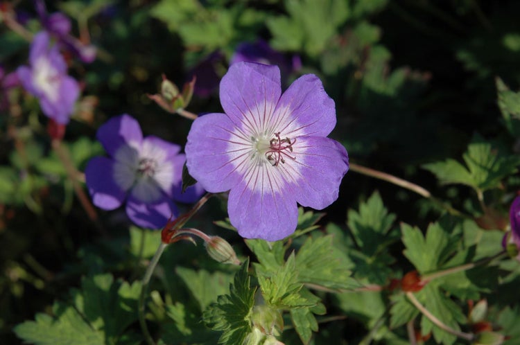 Geranium wallichianum 'Sweet Heidy', Storchschnabel, blau-rosa, ca. 11x11 cm Topf