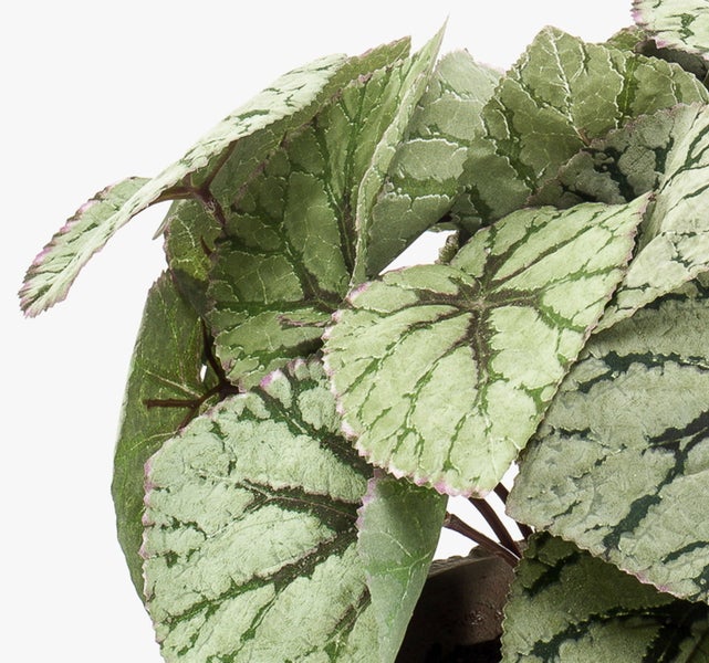 Königsbegonie Begonia rex mit silbrig-grün gemusterten Blättern und dunklen Blattadern.