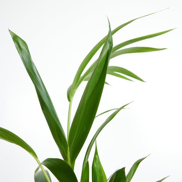 Bloomique - 2er Set - Howea Forsteriana - Kentiapalme - Zimmerpflanzen - Luftreinigend - Haustierfreundlich - 40-60 cm hoch - Topf 13 cm