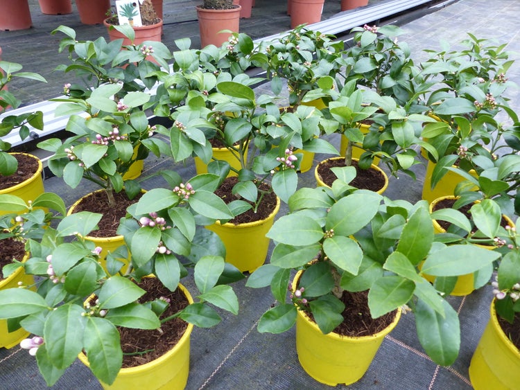 BONSAI: Meyer Meyerii Zitrone echter Zitronenbaum 30 cm Citrus Limon Zitruspflanze
