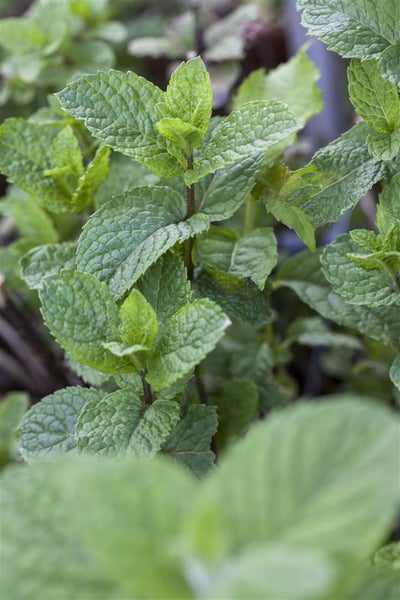 Mentha x rotundifolia, Apfelminze, aromatisch, ca. 9x9 cm Topf