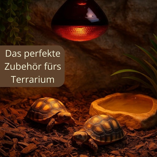 Terrarium mit Wärmelampe, Wassernapf und zwei Schildkröten