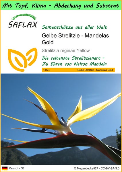 SAFLAX Garden to go - Gelbe Strelitzie - Mandelas Gold - Strelitzia reginae Yellow - 4 Samen - Mit Topf, Klima - Deckel und Anzuchtsubstrat