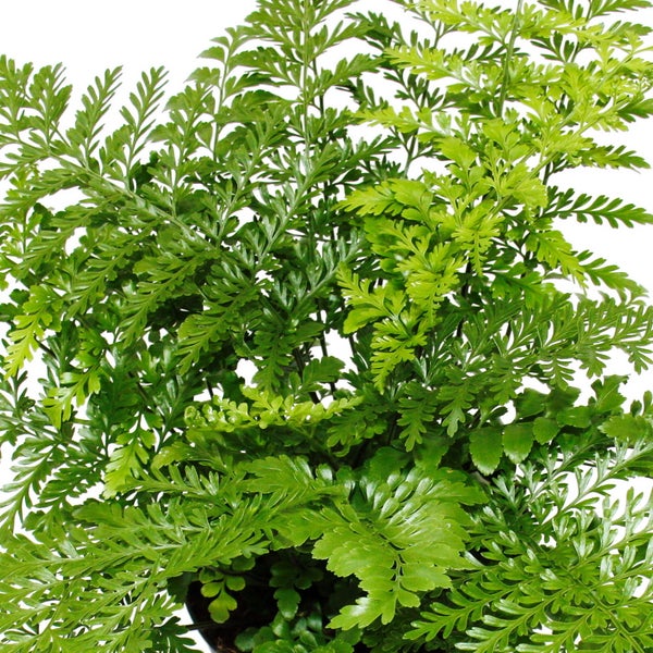 Asplenium dimorphum Parvati besondere Farn-Sorten fürs Zimmer Streifenfarn 12cm Topf ca. 25cm hoch