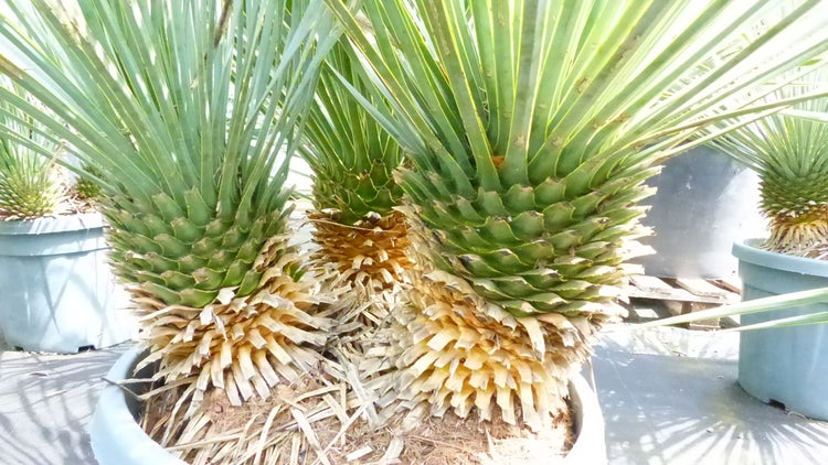 Yucca rostrata mit mehreren Stämmen und spitzen Blättern im Pflanztopf.