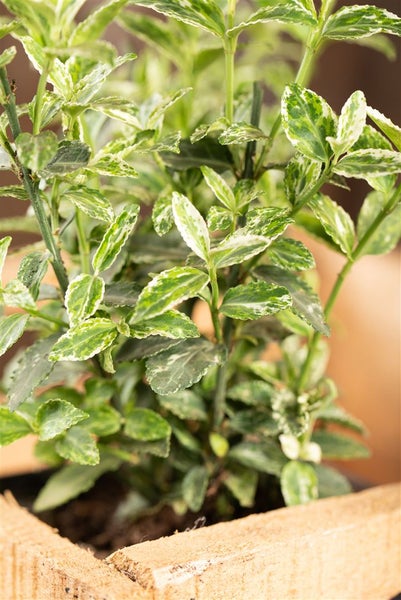 Euonymus fortunei 'Harlequin', Kriechspindel, buntlaubig, ca. 9x9 cm Topf