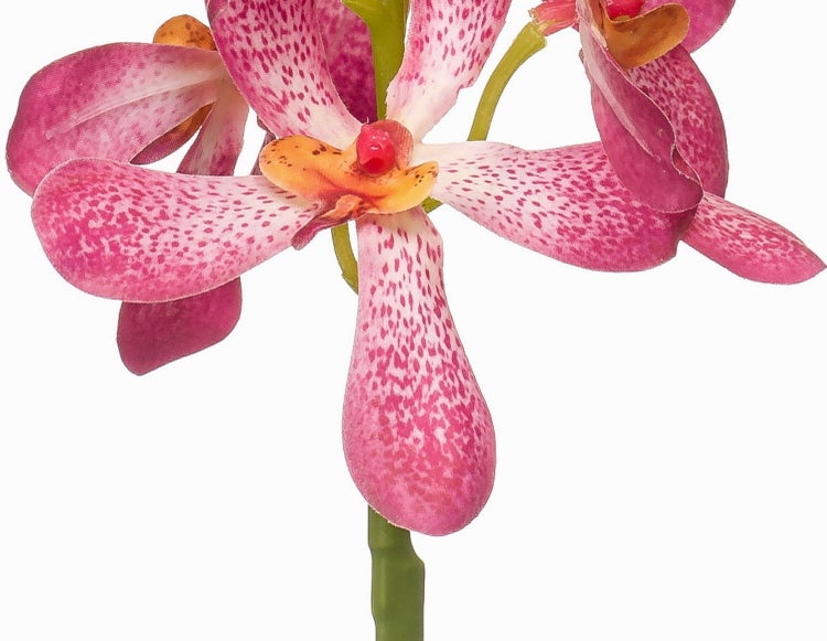 Nahaufnahme einer Orchidee mit rosa gepunkteten Blütenblättern und gelber Mitte an einem grünen Stiel.