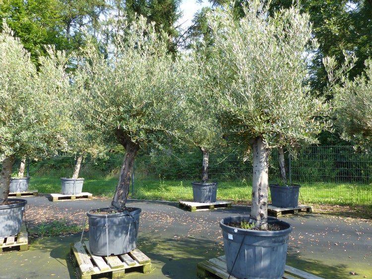 Olivenbaum 240 cm  Stammumfang 50 - 70 cm winterharte Olive, Olea europaea