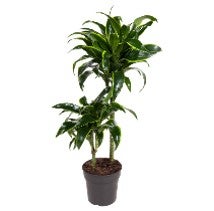 WL Dracaena Fragrans Dorado P19H75-85