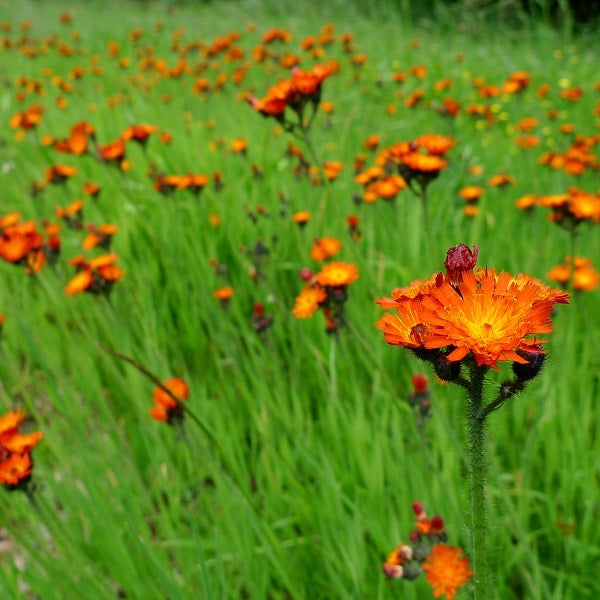 Wiesenlandschaft mit zahlreichen orangefarbenen Wald-Habichtskraut Blumen