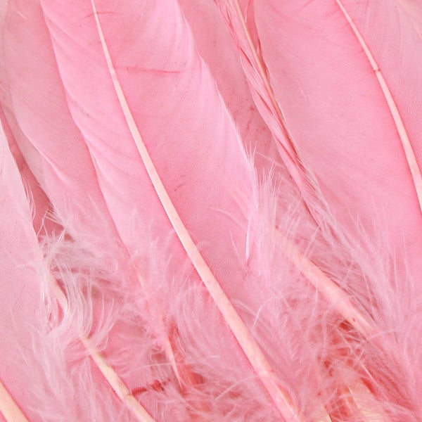 Nahaufnahme von Federn