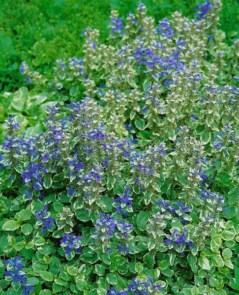 Ajuga reptans 'Variegata', Günsel, buntlaubig, ca. 9x9 cm Topf