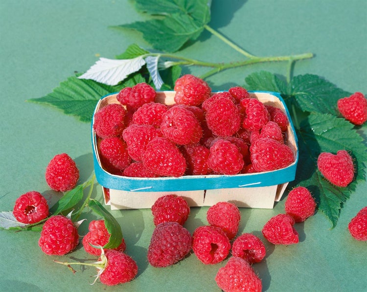 Rubus idaeus 'Malling Promise', Himbeere, 40–60 cm