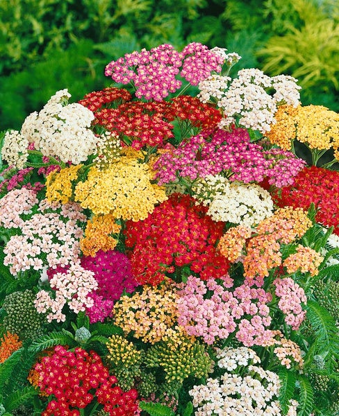 Achillea millefolium 'Summer Pastels', Schafgarbe, bunt, ca. 9x9 cm Topf