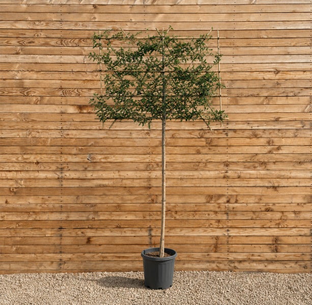 Ein quadratisch geformter Spalierbaum in einem Pflanzkübel, positioniert vor einer hölzernen Sichtschutzwand.