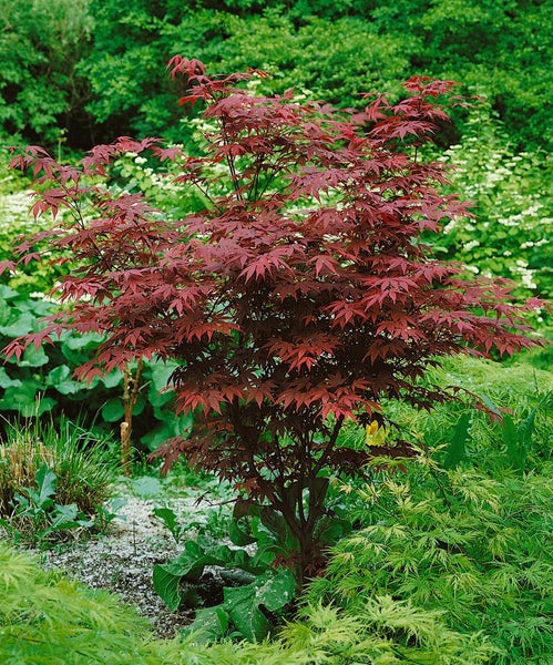 Acer palmatum 'Atropurpureum', Japanischer Ahorn, rotlaubig, 60–80 cm