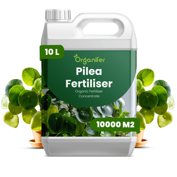 Organifer Pilea Dünger, organisches Flüssigdünger-Konzentrat im 10 Liter Kanister für 10000 Quadratmeter, abgebildet mit Pilea-Pflanzen.