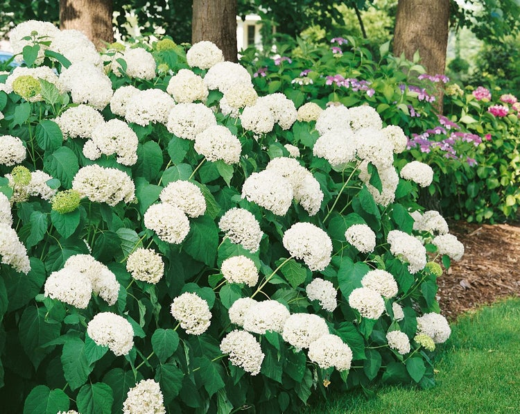 Hortensienbusch mit weißen Blüten im Garten