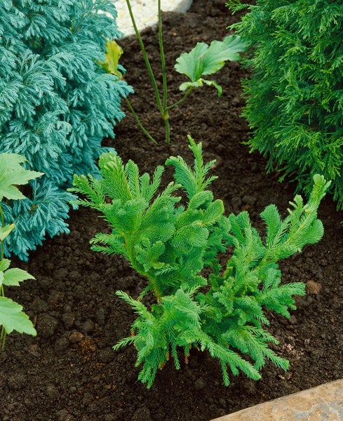 Nahaufnahme von verschiedenen Koniferen im Gartenbeet.
