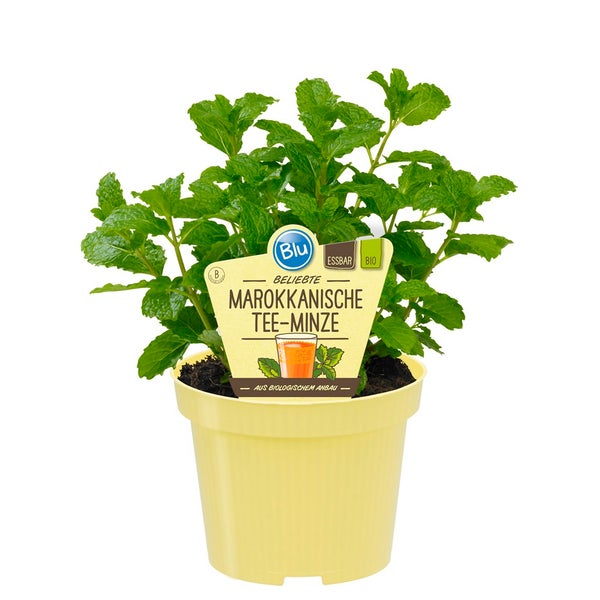 Marokkanische Tee-Minze in BIO-Qualität - Mentha spicata - Kräuterpflanze im 12cm Topf