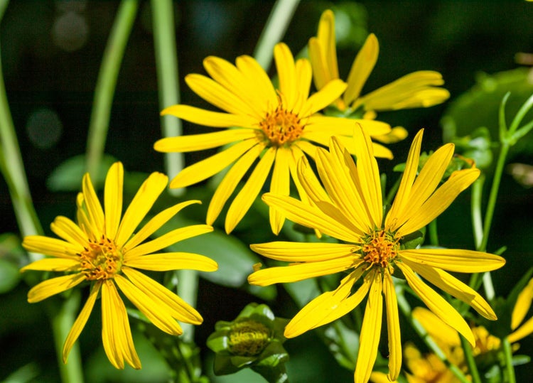 Gelbe Staudensonnenblumen im Garten