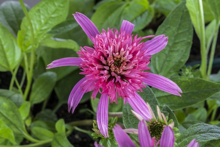Nahaufnahme einer rosafarbenen Echinacea-Blume