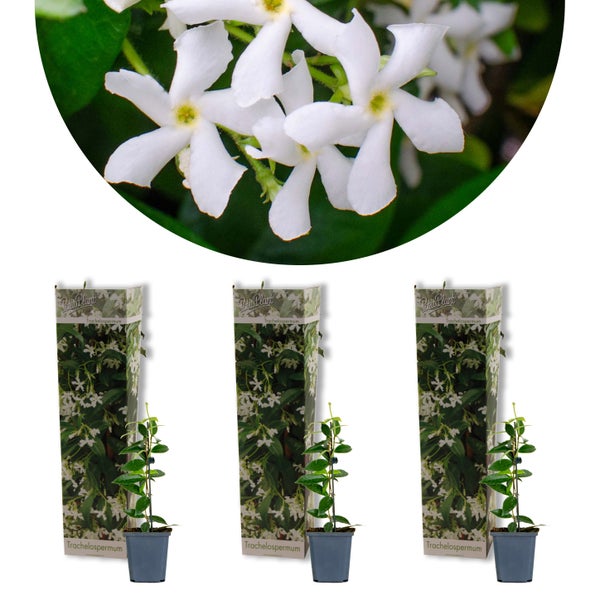 3x Trachelospermum Jasminoides – Toskanischer Jasmin – Winterhart – ⌀9 cm – ↕15-20 cm