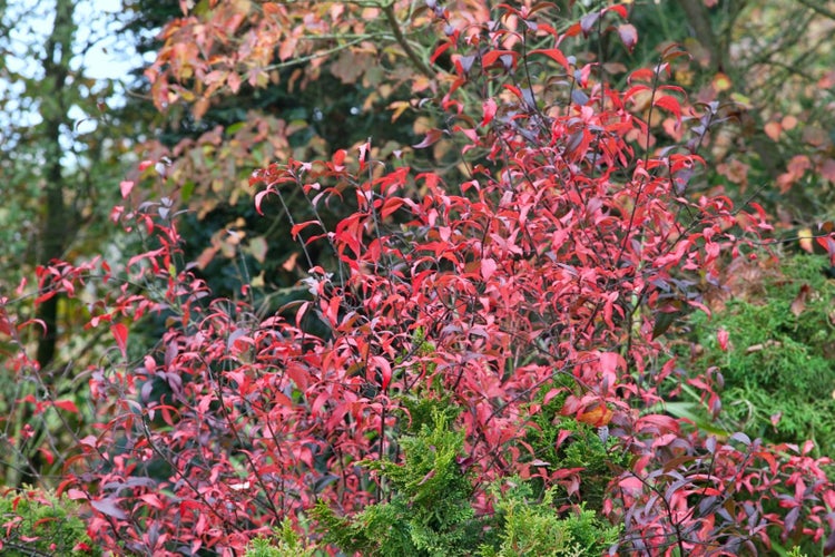 Euonymus europaeus, Pfaffenhütchen, 40–60 cm