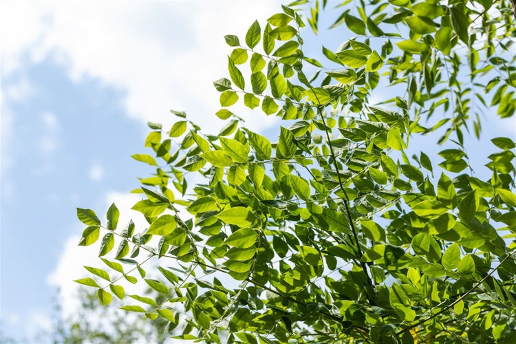 Gymnocladus dioicus, Kentucky Coffeetree, 100–125 cm