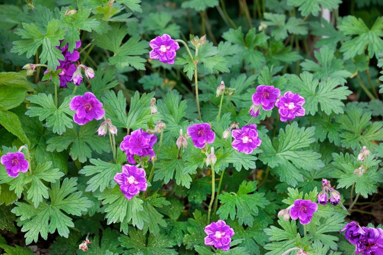 Geranium himalayense 'Plenum', Himalaya-Storchschnabel, gefüllt, ca. 9x9 cm Topf