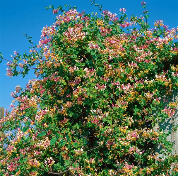 Lonicera heckrottii, Geißblatt, duftend, 60–100 cm