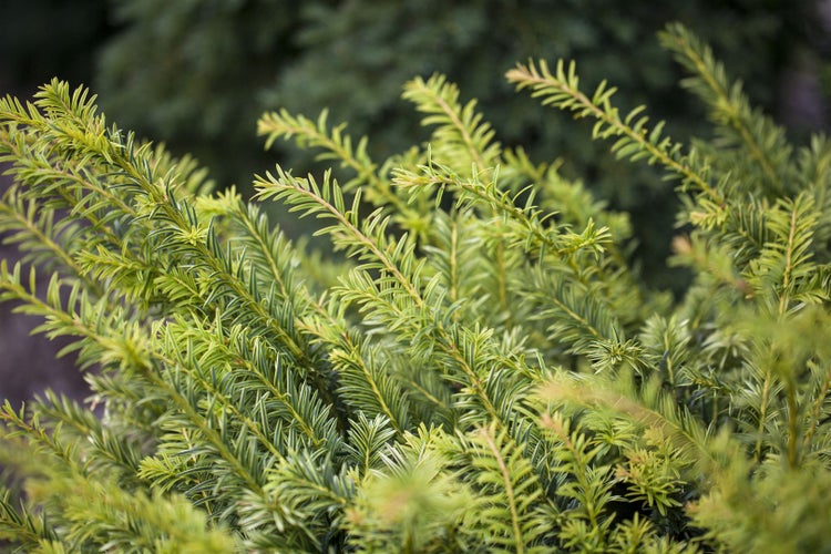 Taxus baccata 'Golden Nugget', Eibe, goldgelb, 20–25 cm
