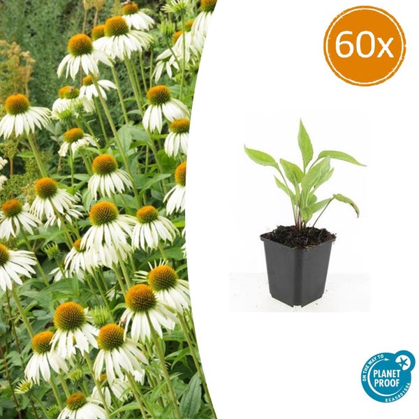 Zierstaude - Sonnenhut - Echinacea purpurea 'White Swan' - 9cm Topf - Set mit 60 Pflanzen