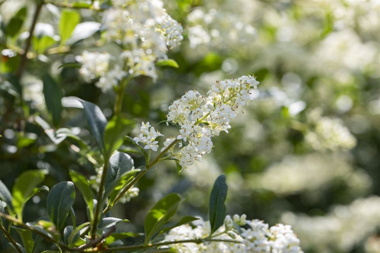 Ligustrum vulgare 'Lodense', Gewöhnlicher Liguster, kompakt, 40–60 cm