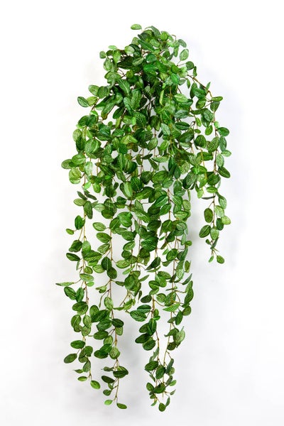Künstliche Hängepflanze Fittonia mit grün-weiß gemusterten Blättern.