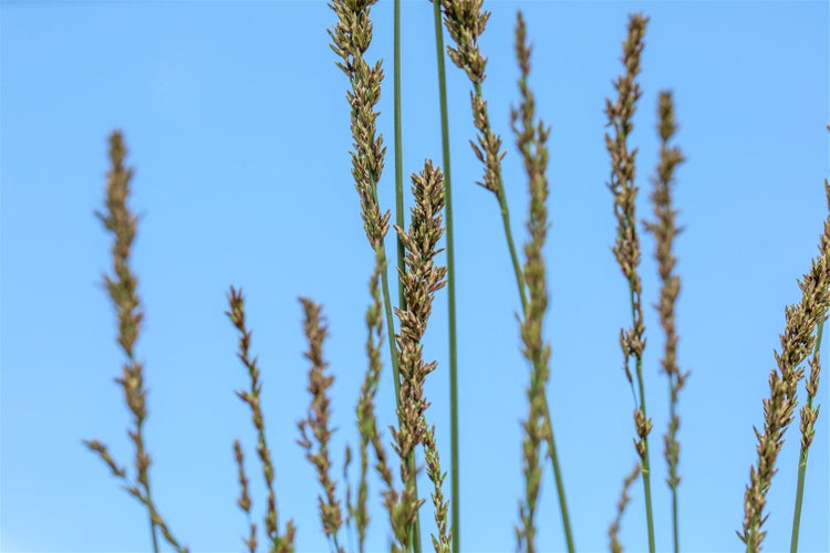 Detailaufnahme von Grassamen vor blauem Himmel.