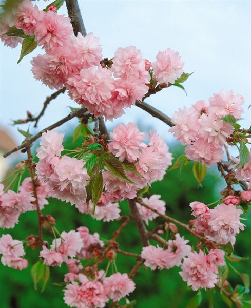 Blühender Zierkirschbaum mit rosa Blüten