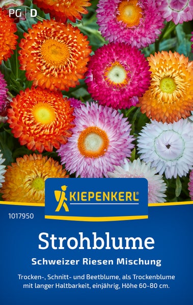 Saatgut Strohblume Schweizer Riesen Mischung von Kiepenkerl