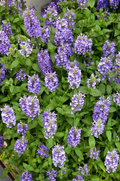 Nepeta nervosa, Katzenminze, blauviolett, ca. 9x9 cm Topf