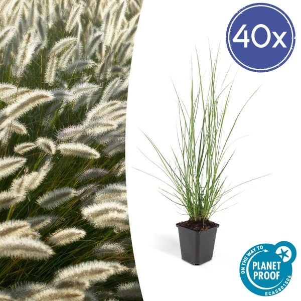 Lampenputzer-Gras - Pennisetum alopecuroides 'Hameln' - 9cm Topf - Set mit 40 Pflanzen