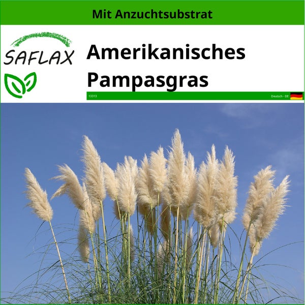 SAFLAX  - Amerikanisches Pampasgras - Cortaderia selloana - 200 Samen - Mit keimfreiem Anzuchtsubstrat