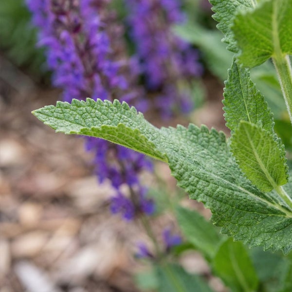 Nahaufnahme von grünen, gezackten Blättern eines Steppensalbeis mit violetten Blüten im Hintergrund.