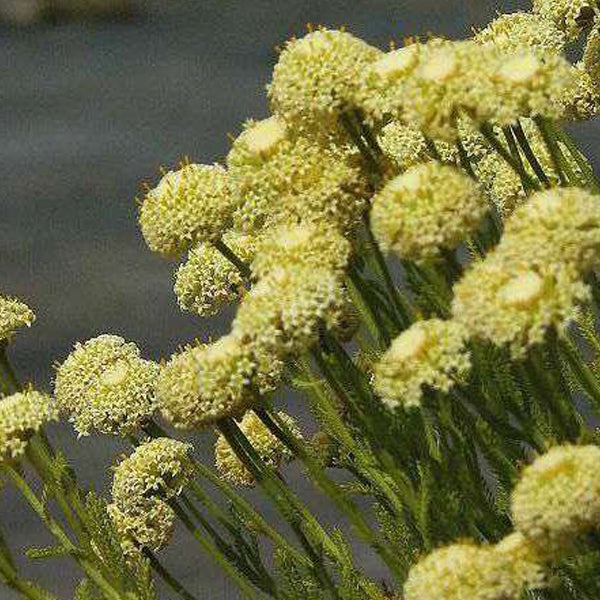 Nahaufnahme von gelben Strohblumen
