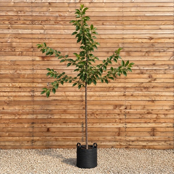 Junger Baum im schwarzen Pflanzcontainer vor einer Holzwand.