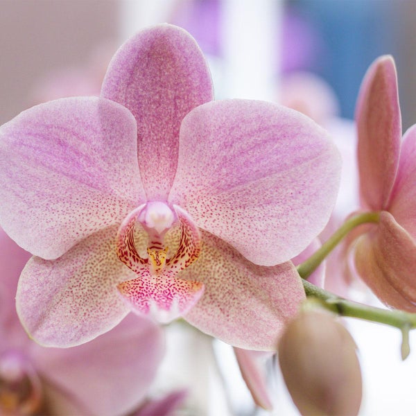 Kolibri Orchids Überraschungsbox Mix Pflanzen-Vorteilsbox Überraschungsbox mit 4 verschiedenen Orchideen 12cm