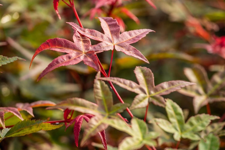 Nahaufnahme roter Ahornblätter im Garten.