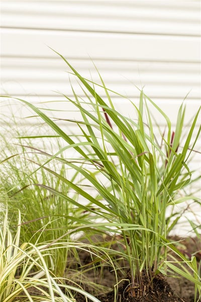 Panicum virgatum 'Rotstrahlbusch', Rutenhirse, rot, ca. 9x9 cm Topf