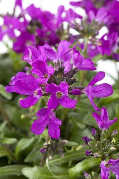 Arabis blepharophylla, Gänsekresse, rosa Blüten, ca. 9x9 cm Topf