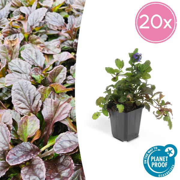 Bodendecker - Kriechender Günsel - Ajuga reptans - 9cm Topf - Set mit 20 Pflanzen