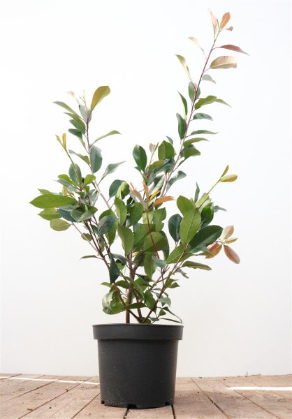 Im Bild ist ein Glanzmispel-Strauch in einem Pflanzgefäß zu sehen.